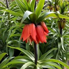 Rubra Crown Imperial Bulbs (Fritillaria imperialis Rubra) Img 3